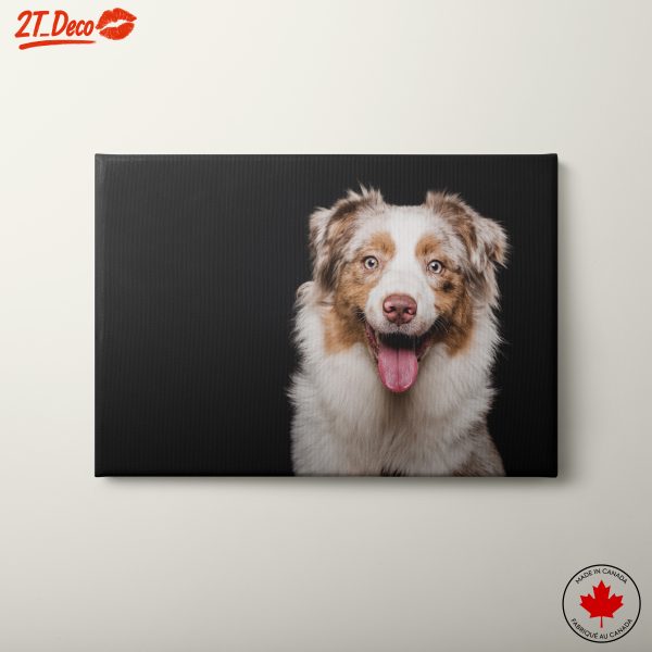 Smiling Australian Shepherd Dog Portrait