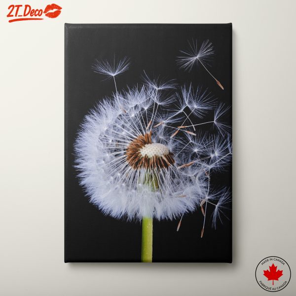 Beautiful Dandelion Seeds Blowing Away