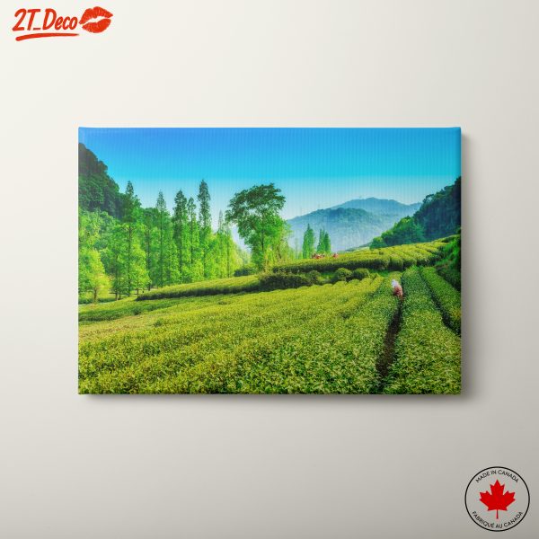 Lush Green Tea Fields in Nature