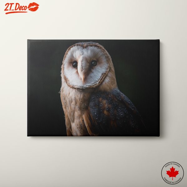 Stunning Barn Owl Portrait