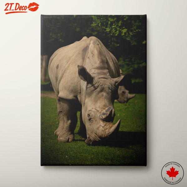 Rhinoceros in Natural Surroundings