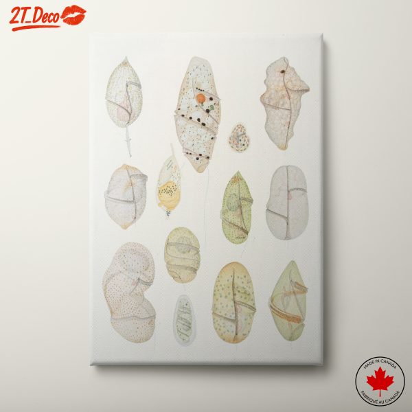 Detailed Natural Science Illustrations for Home Decor