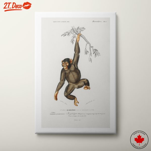 Charming Primate Hanging from a Branch
