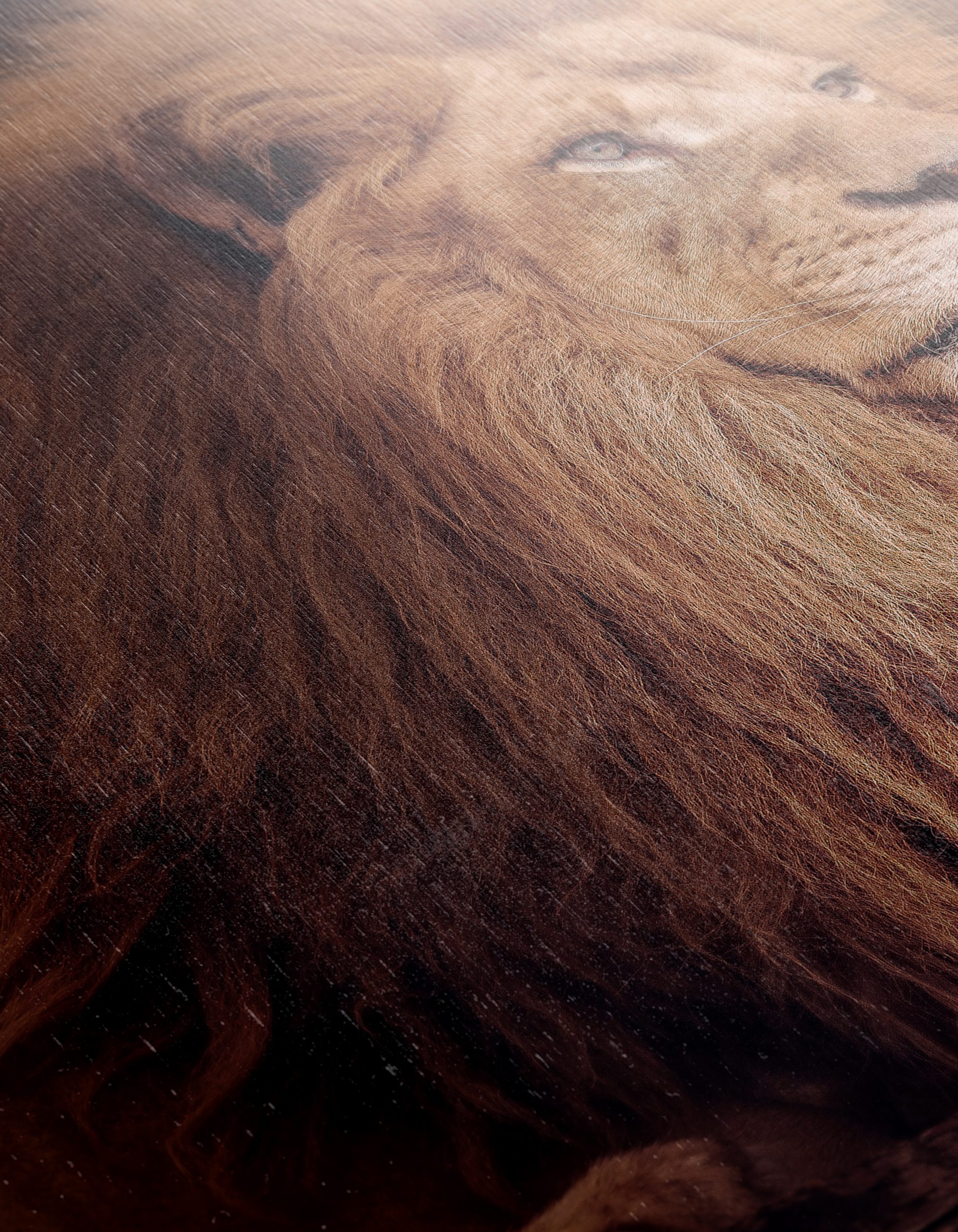 Majestic Lion with Sunset Background - Image 12