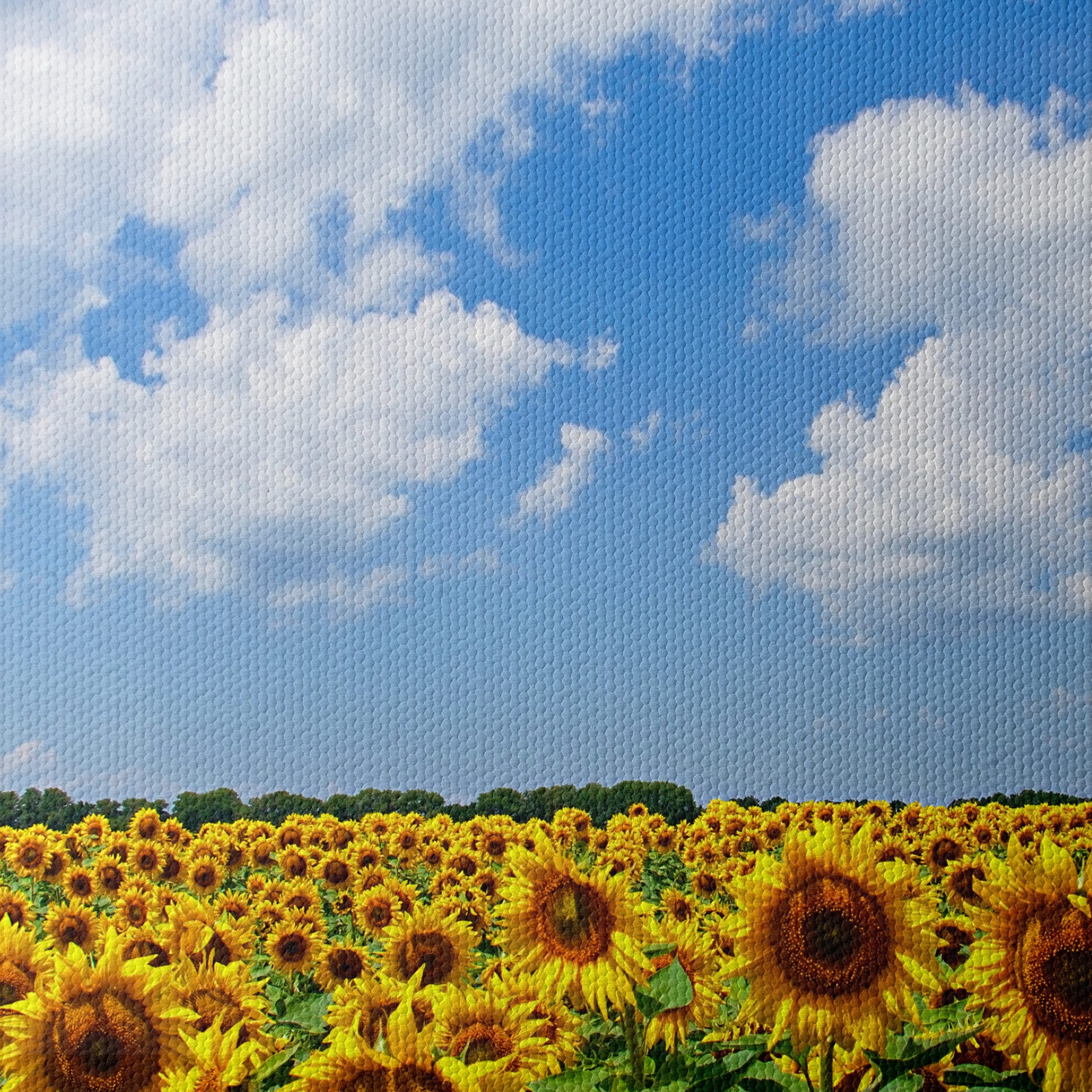Vibrant Sunflower Field Under Blue Sky - Image 4