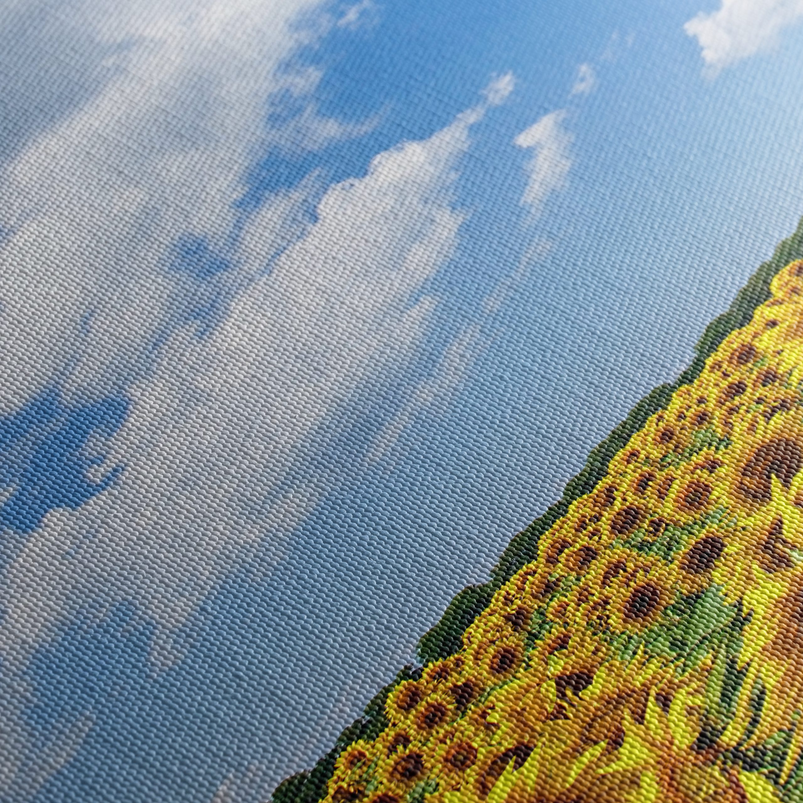 Vibrant Sunflower Field Under Blue Sky - Image 5