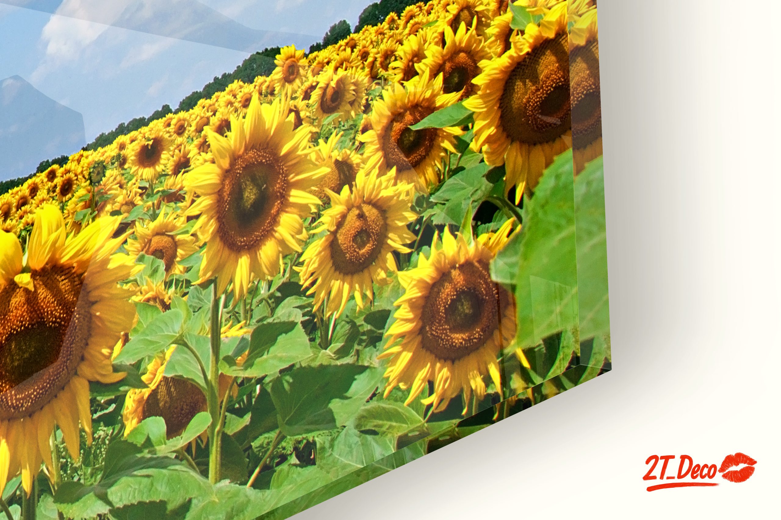 Vibrant Sunflower Field Under Blue Sky - Image 9