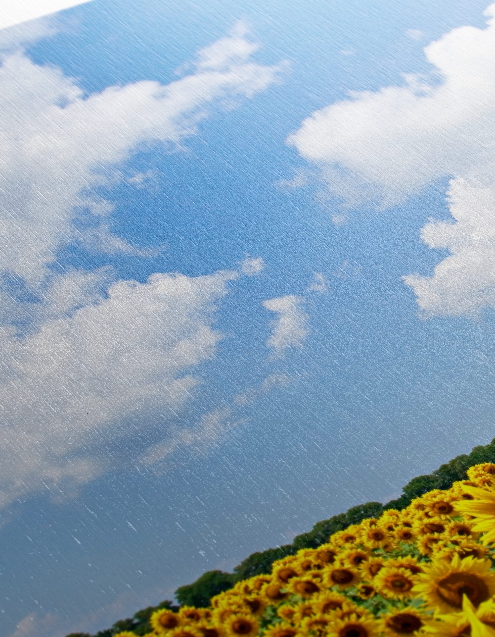 Vibrant Sunflower Field Under Blue Sky - Image 12