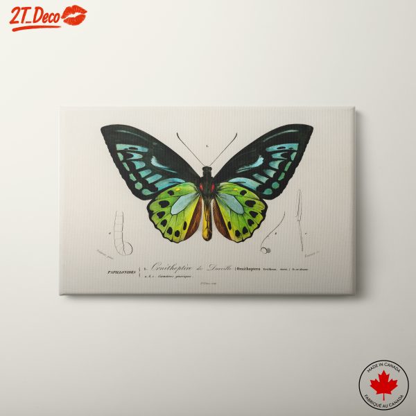 Colorful Butterfly Naturalist Illustration