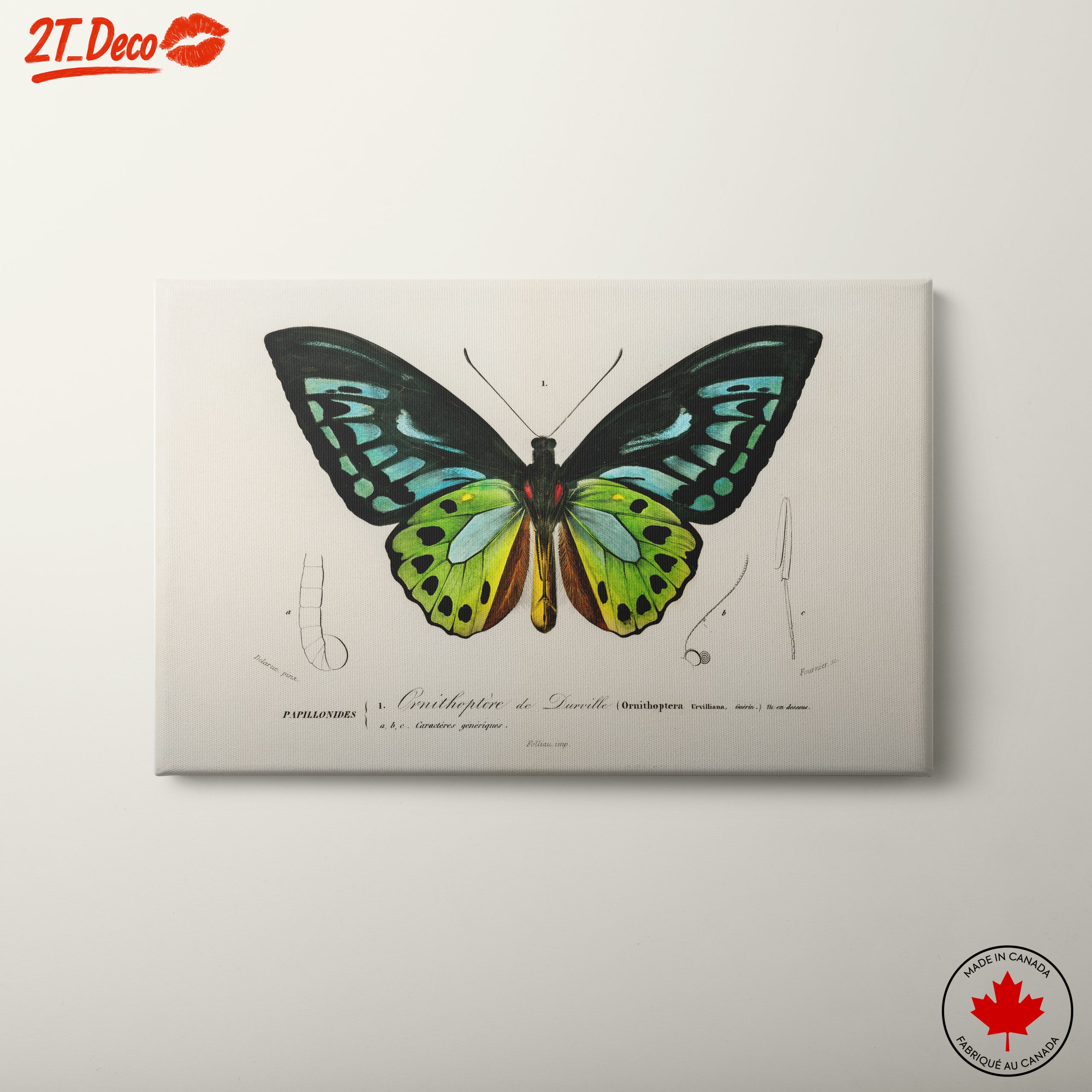 Colorful Butterfly Naturalist Illustration