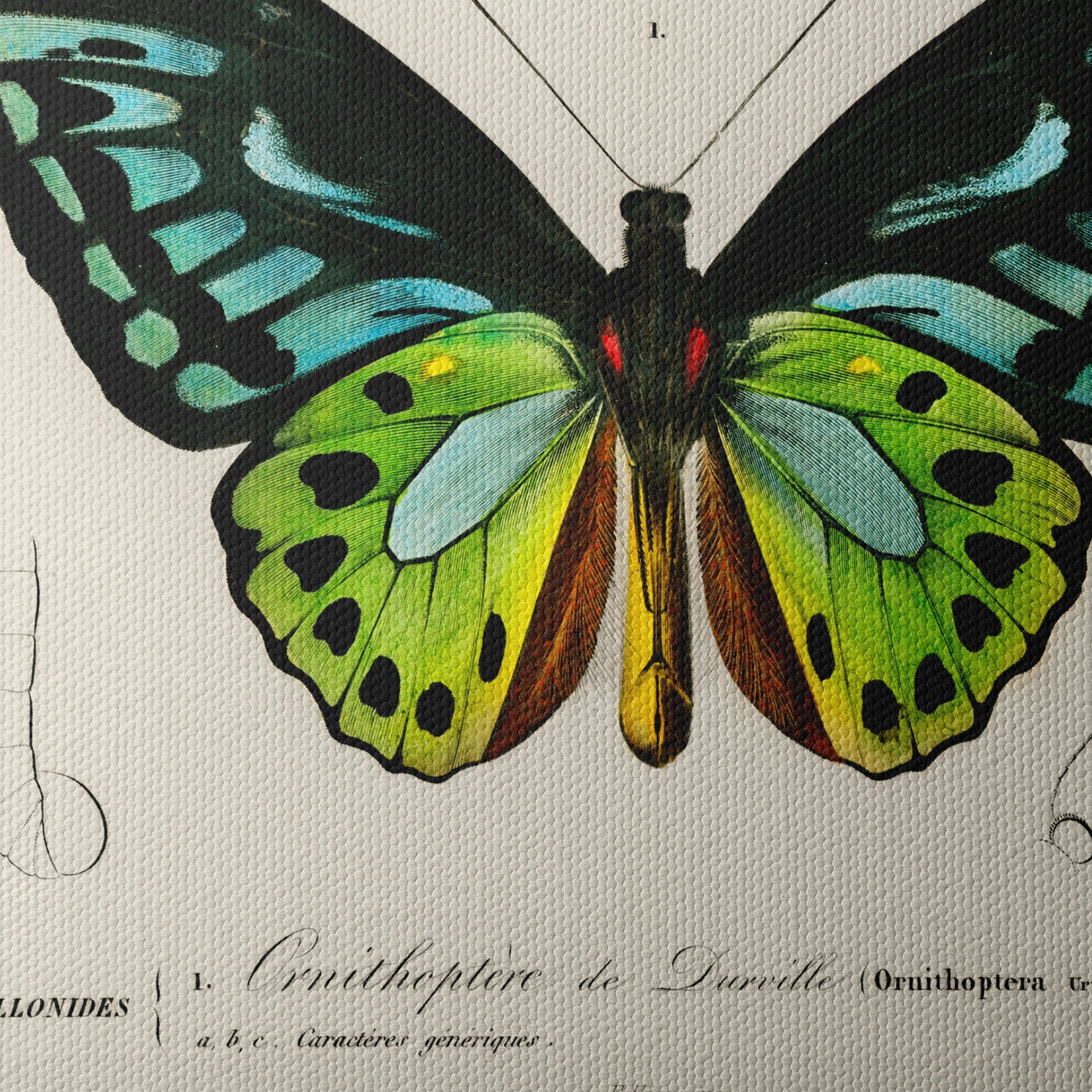 Colorful Butterfly Naturalist Illustration - Image 4
