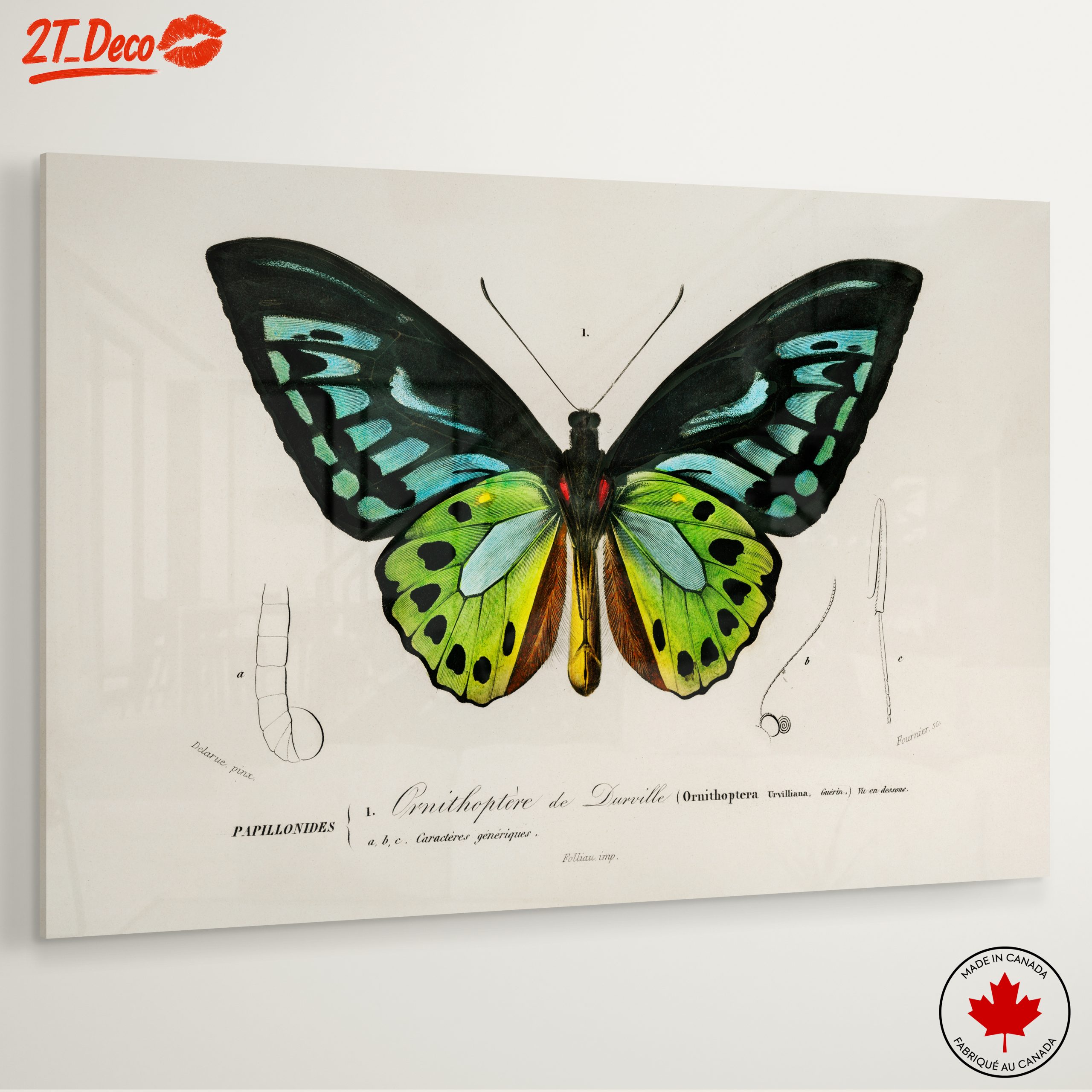 Colorful Butterfly Naturalist Illustration - Image 6