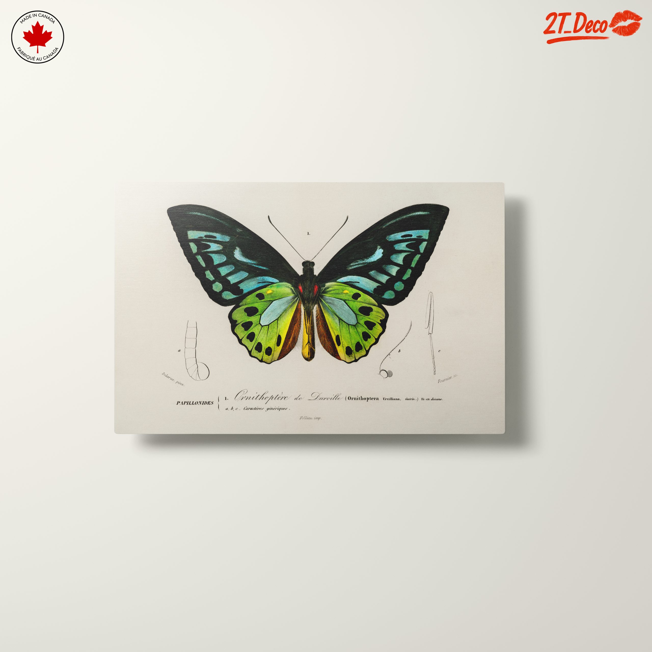 Colorful Butterfly Naturalist Illustration - Image 10