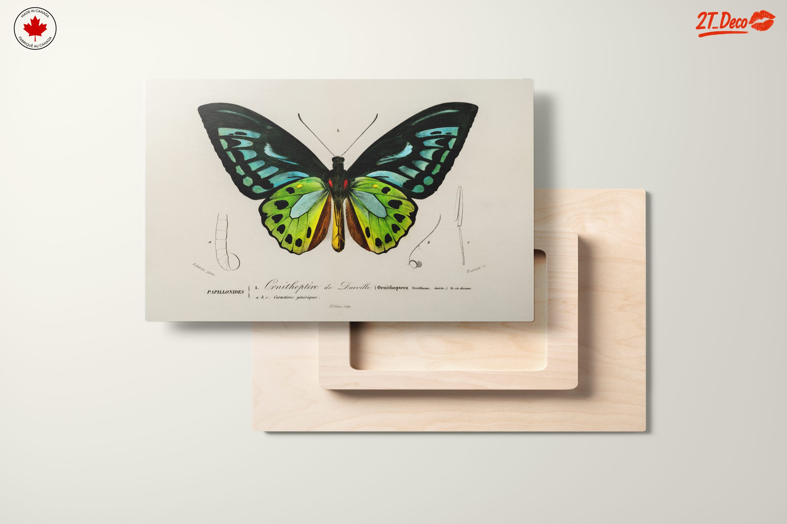 Colorful Butterfly Naturalist Illustration - Image 11