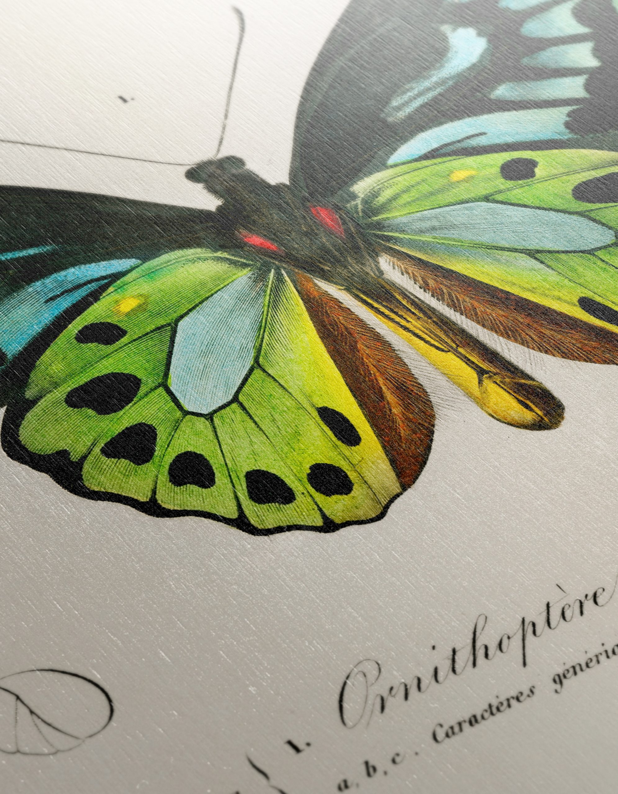 Colorful Butterfly Naturalist Illustration - Image 12