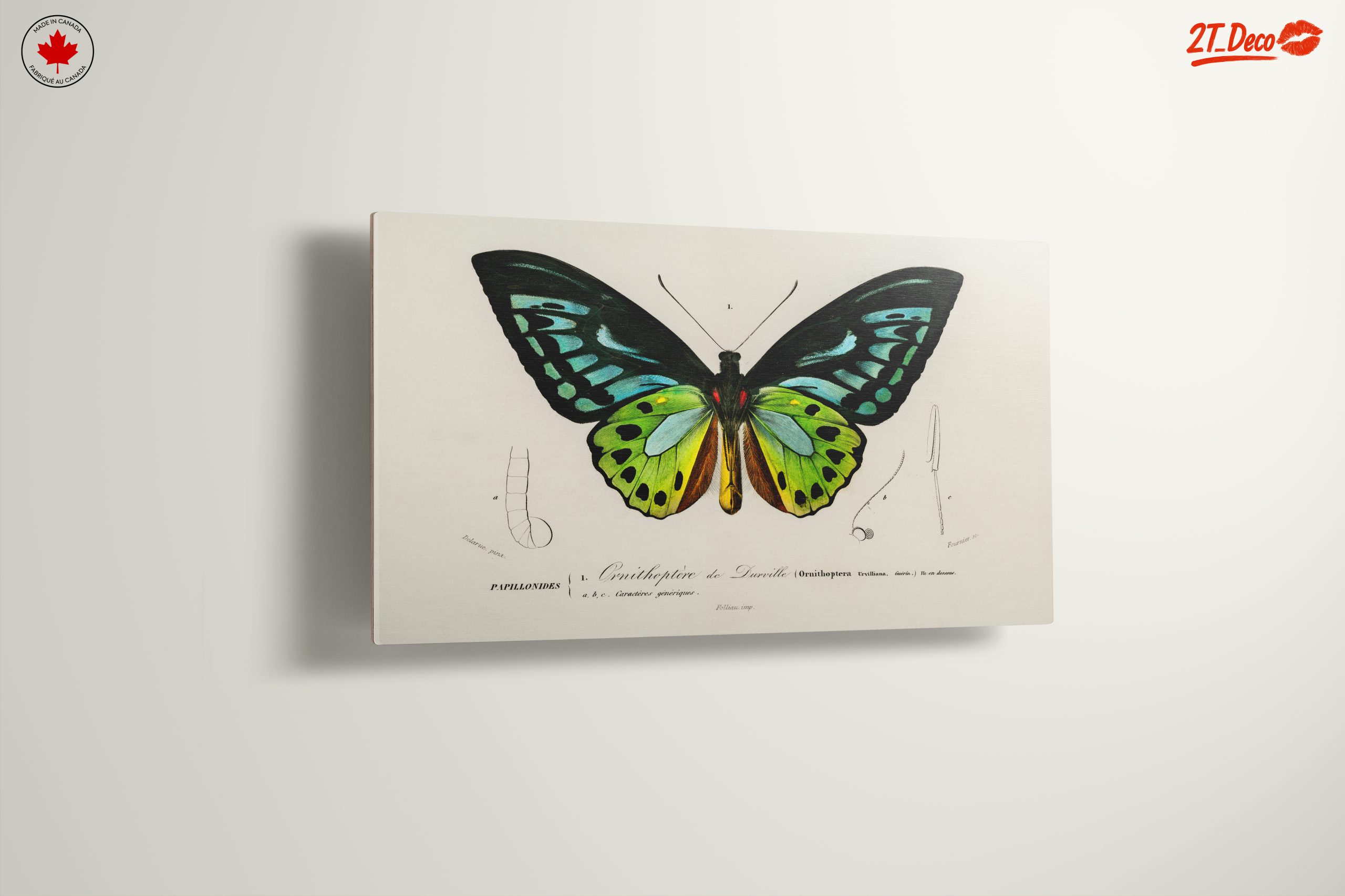 Colorful Butterfly Naturalist Illustration - Image 13
