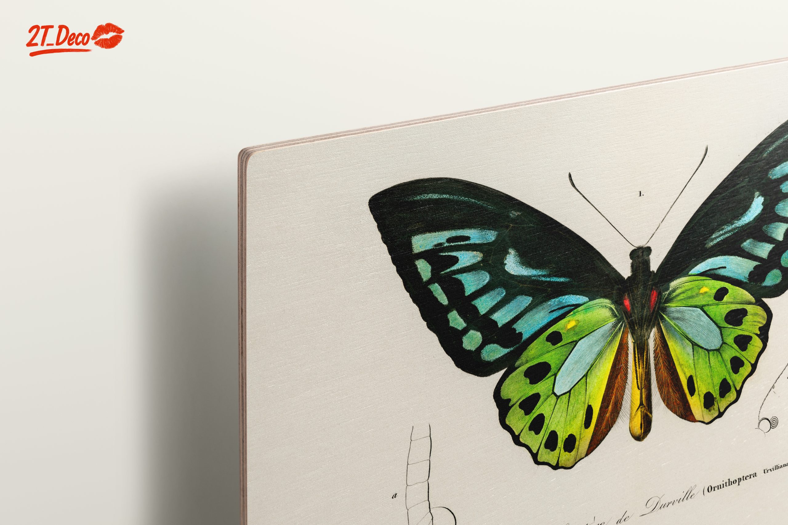 Colorful Butterfly Naturalist Illustration - Image 15