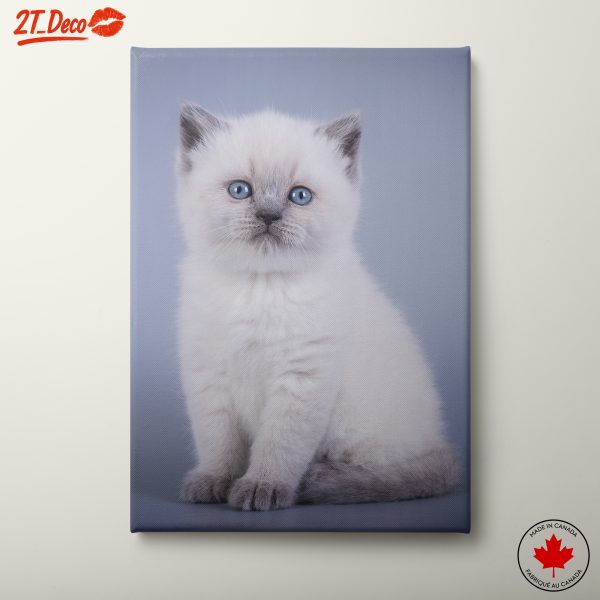 Cute White Kitten with Blue Eyes