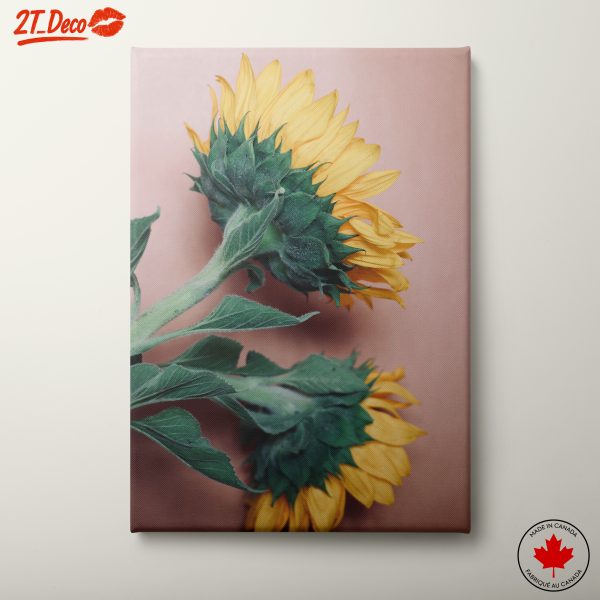 Beautiful Sunflowers In Bloom