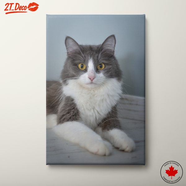 Gray and White Cat Portrait