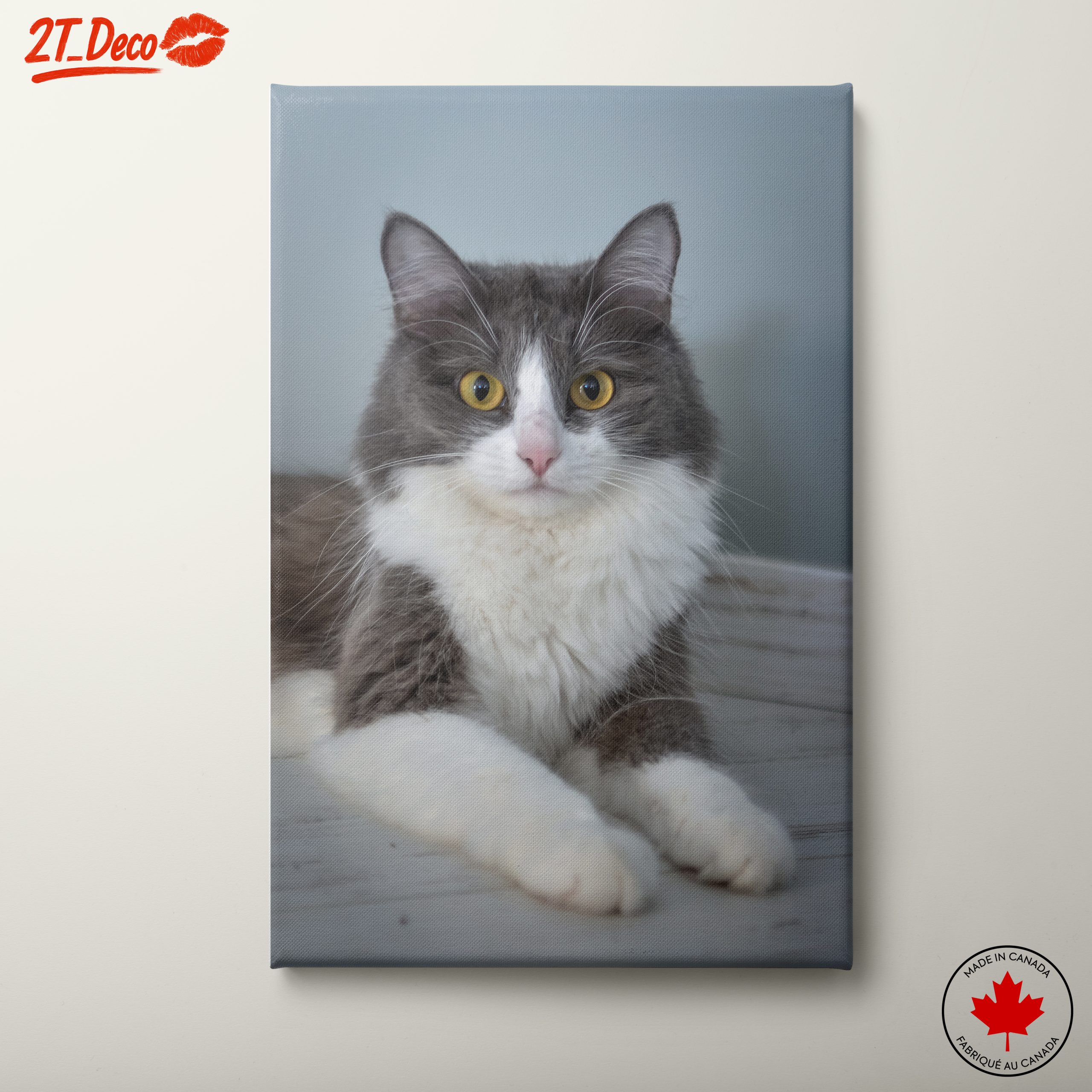Gray and White Cat Portrait