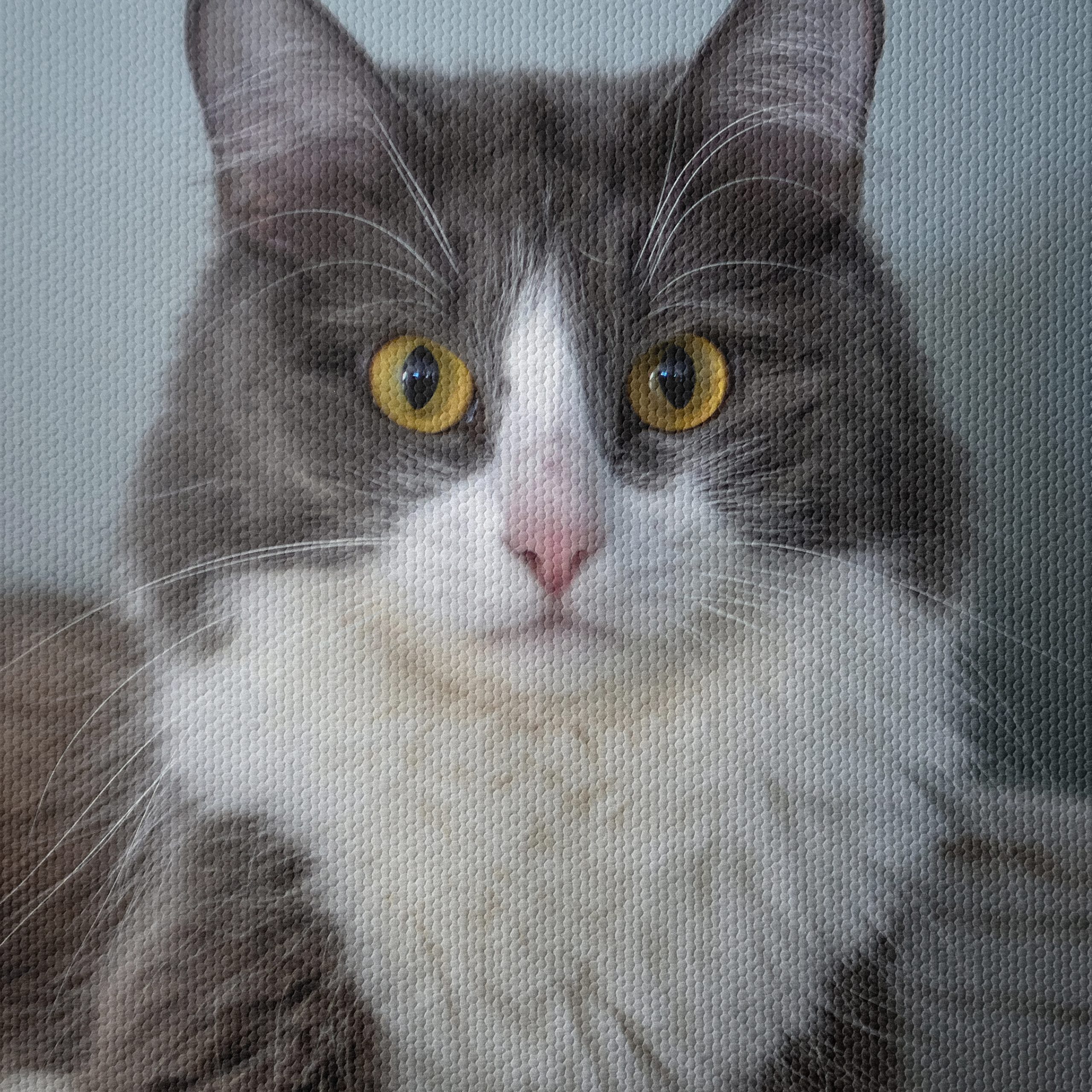 Gray and White Cat Portrait - Image 4
