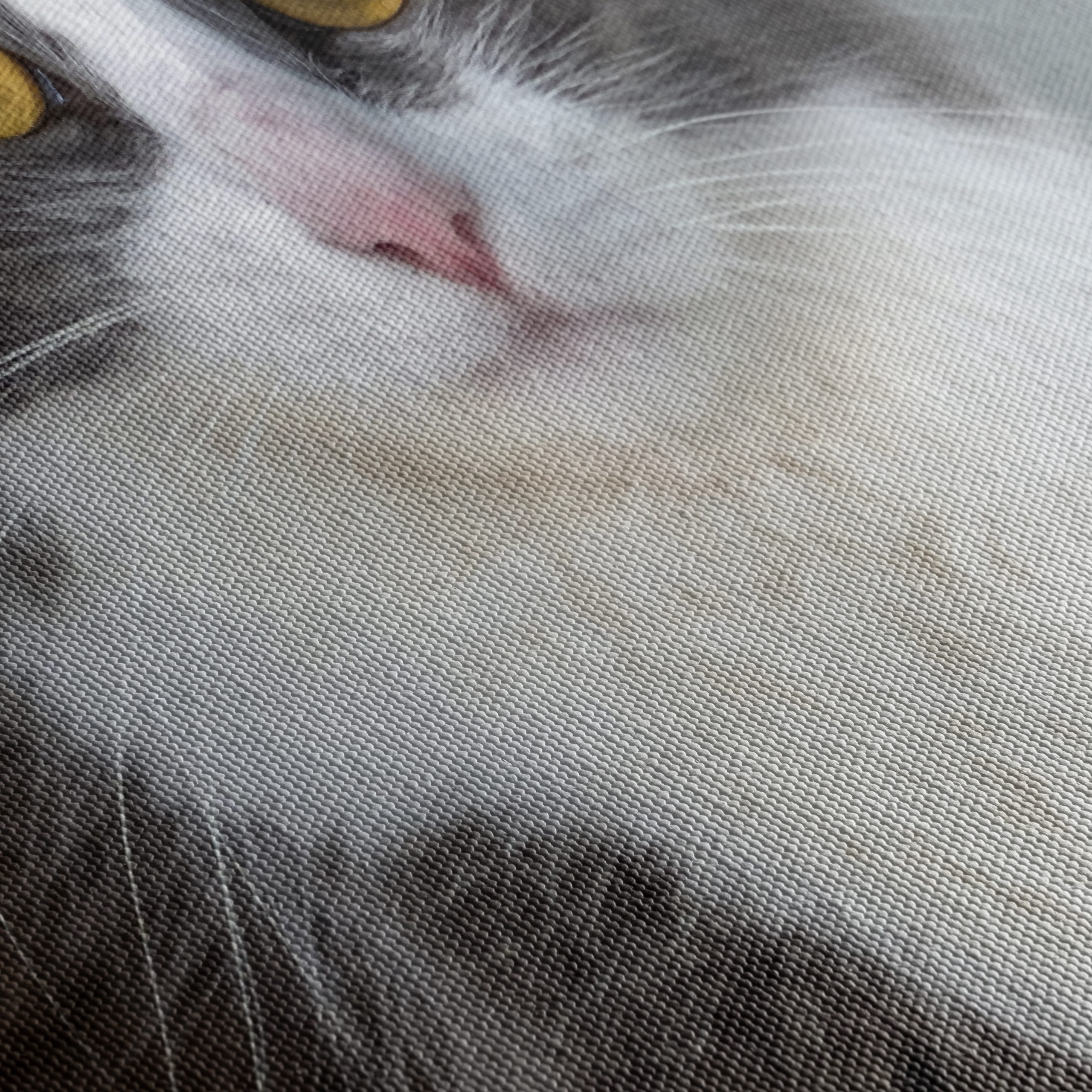 Gray and White Cat Portrait - Image 5