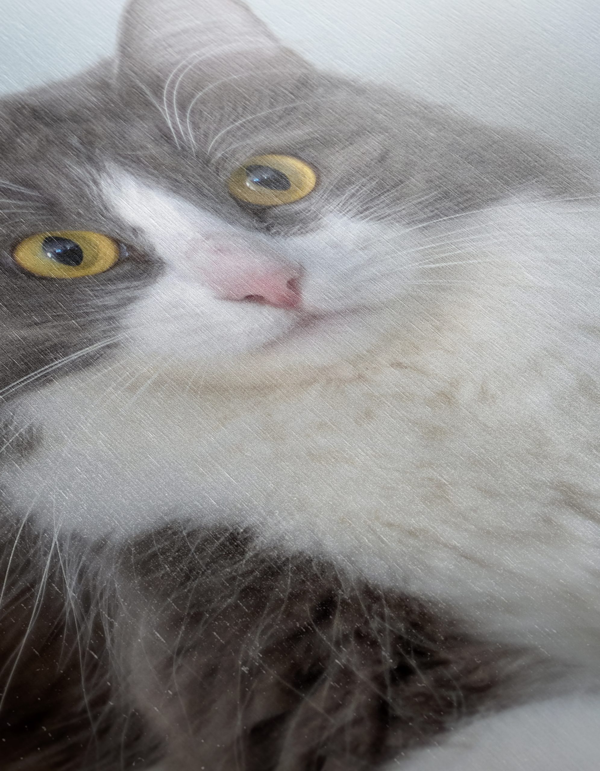 Gray and White Cat Portrait - Image 12