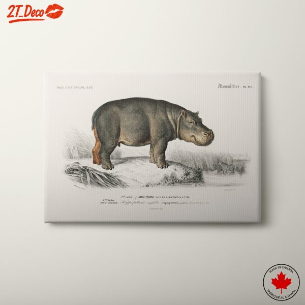 Anatomical Illustration of a Hippopotamus
