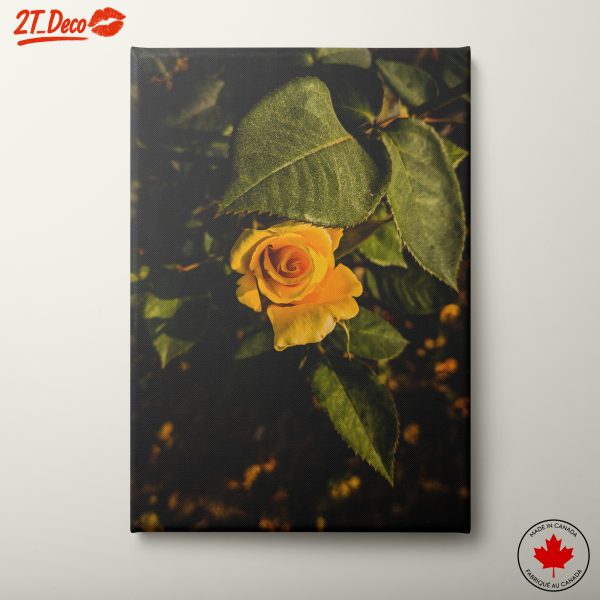 Beautiful Yellow Rose in Bloom