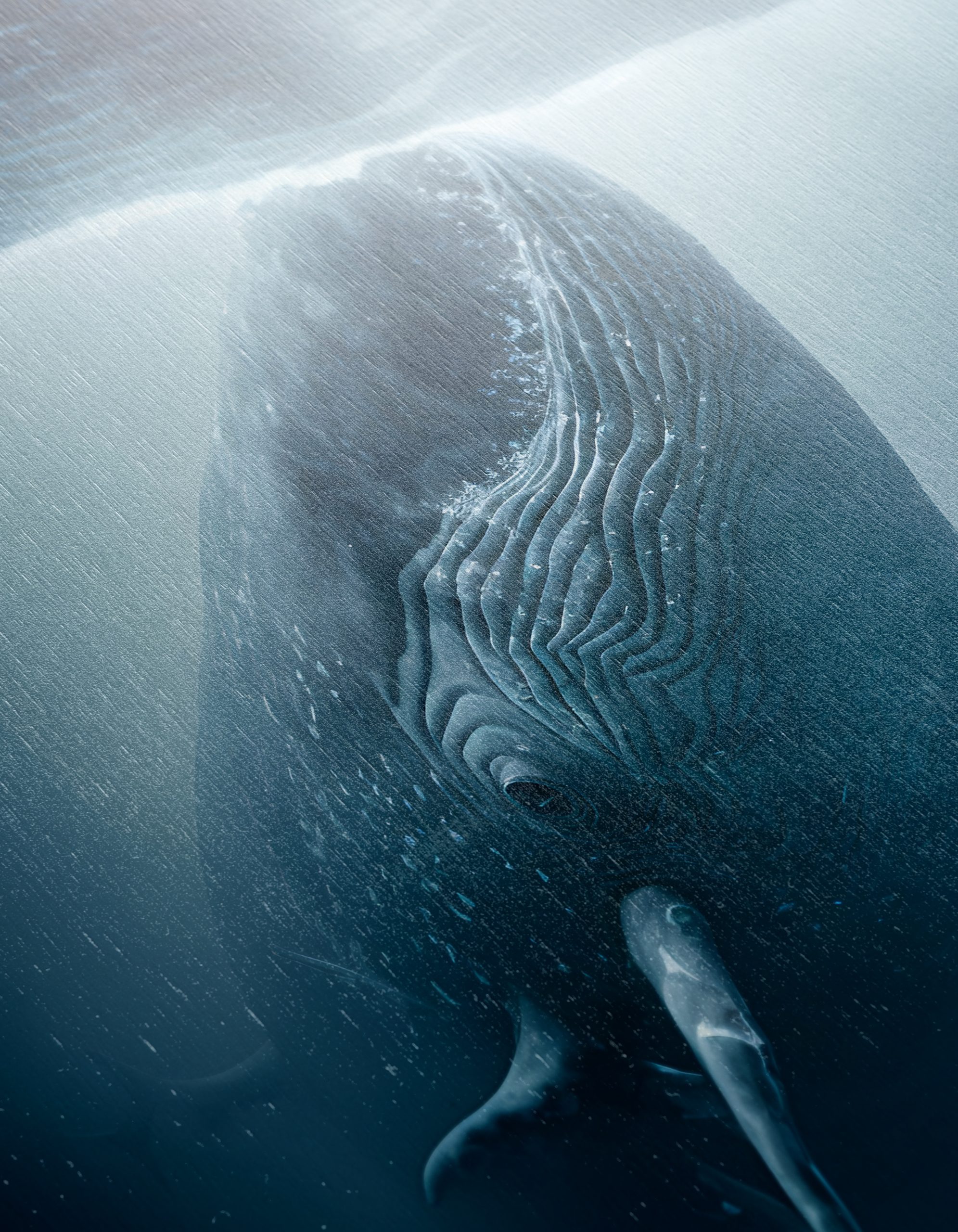 Majestic Whale Underwater - Image 12