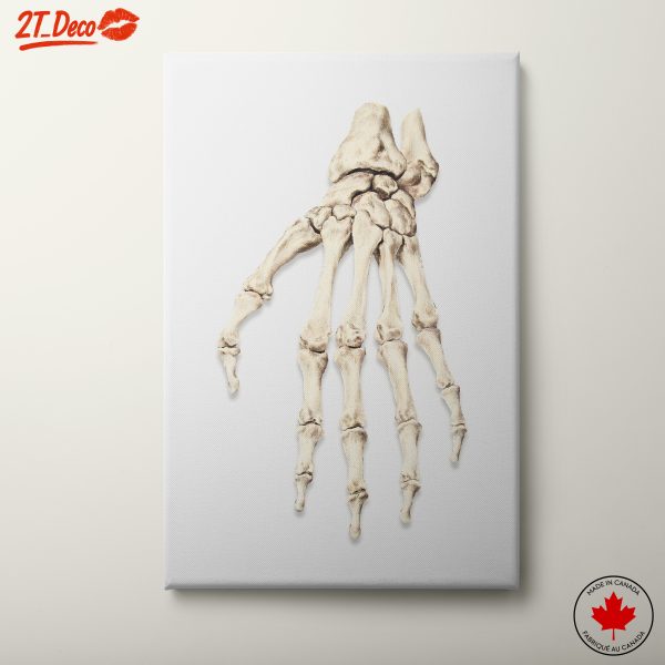 Detailed Anatomical Study of Animal Skeleton