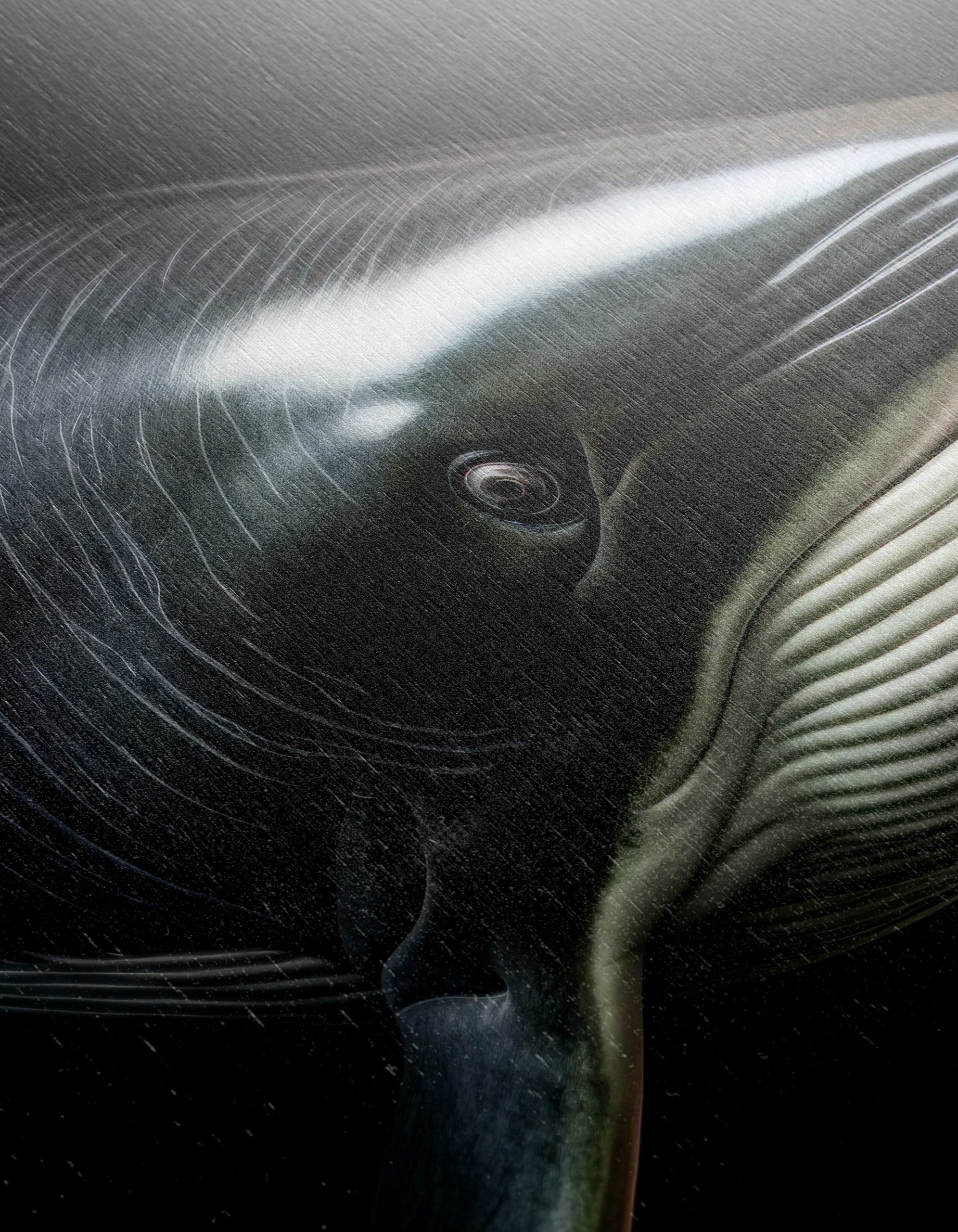 Stunning Realistic Marine Life - Image 12