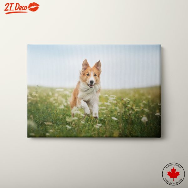 Playful Dog Running in a Field