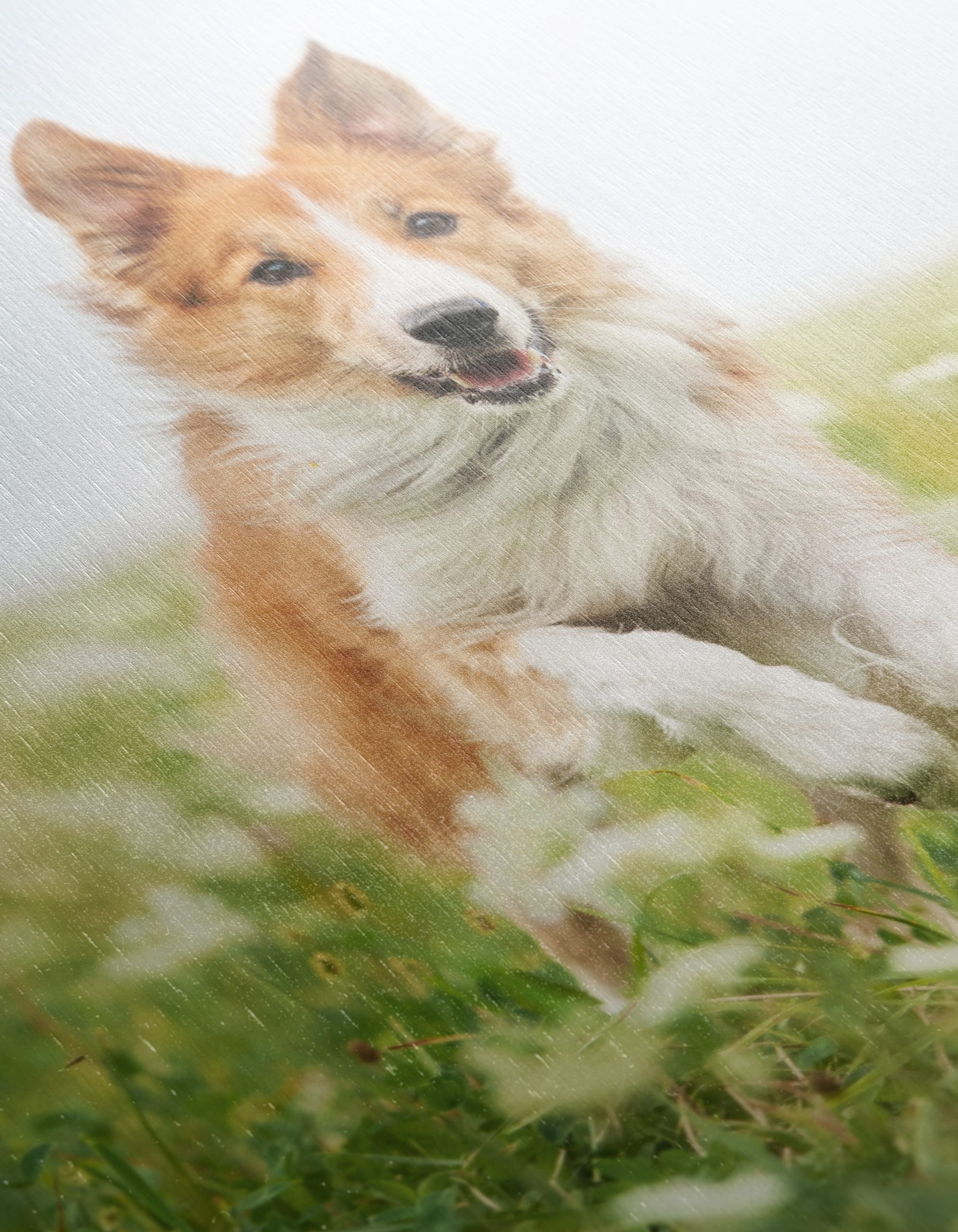 Playful Dog Running in a Field - Image 12