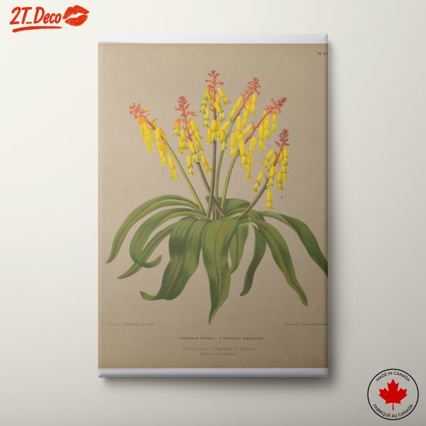 Vibrant Botanical Artwork of Lachenalia Flowers