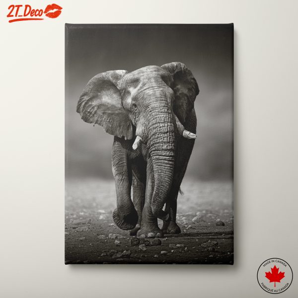 Black and White Elephant