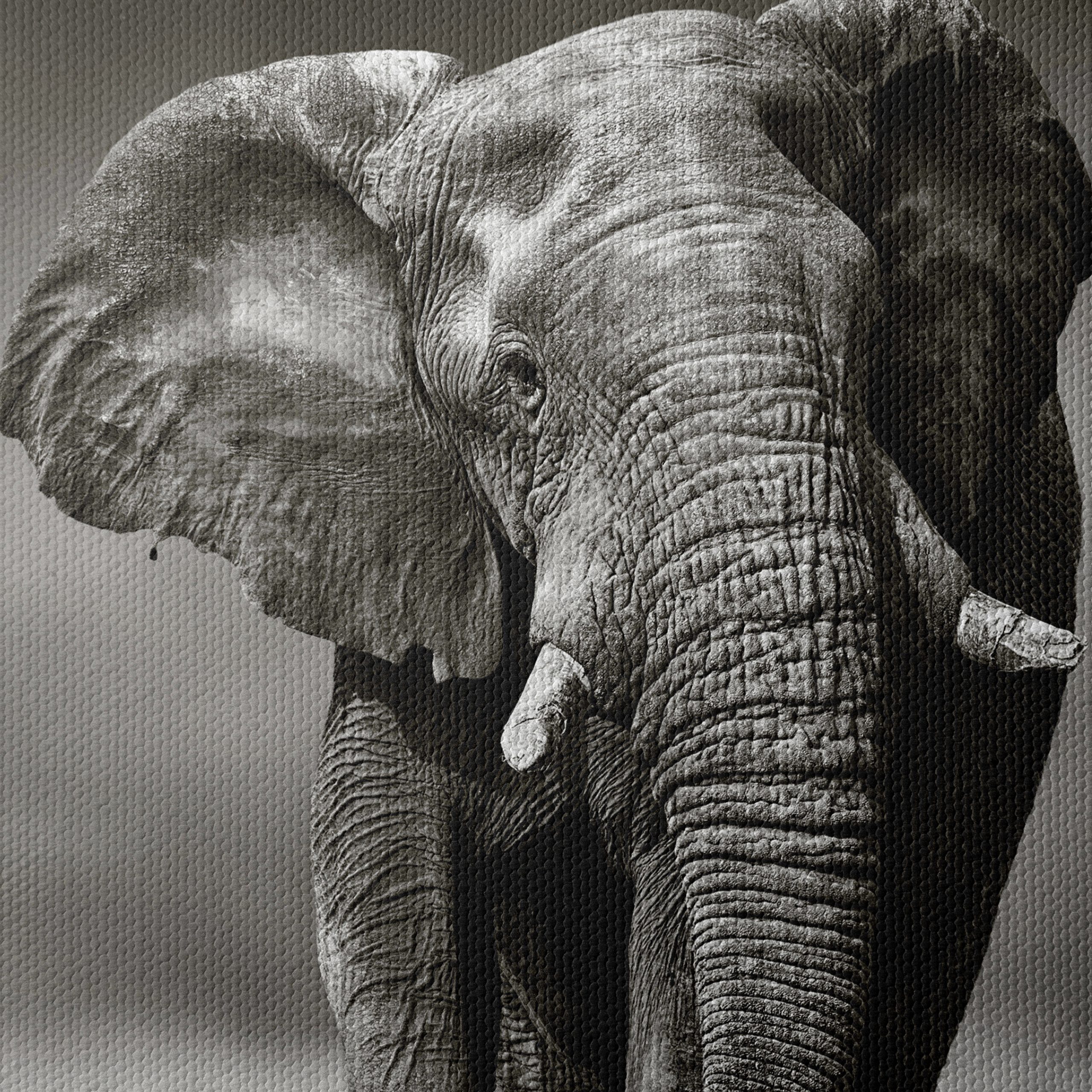 Black and White Elephant - Image 4