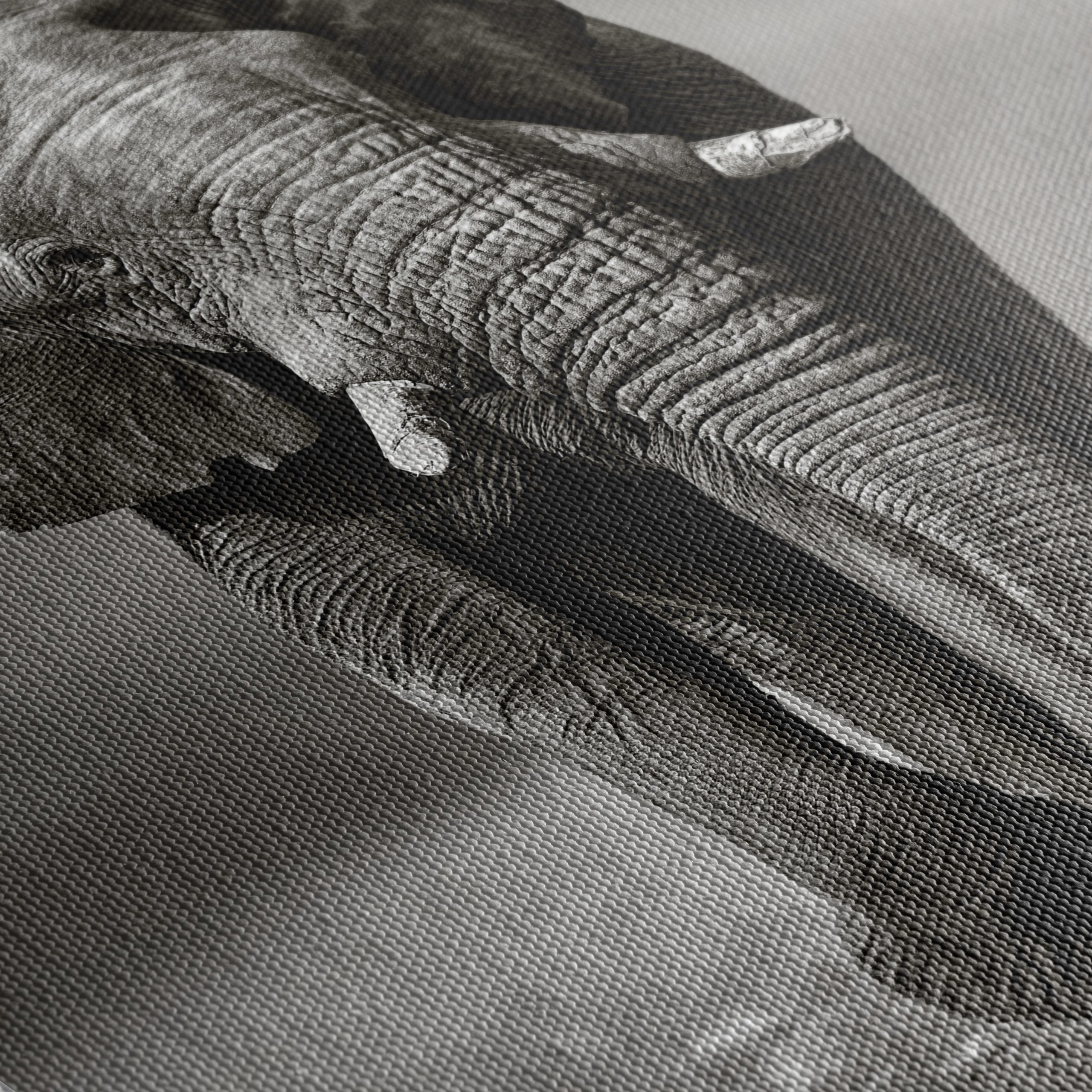 Black and White Elephant - Image 5