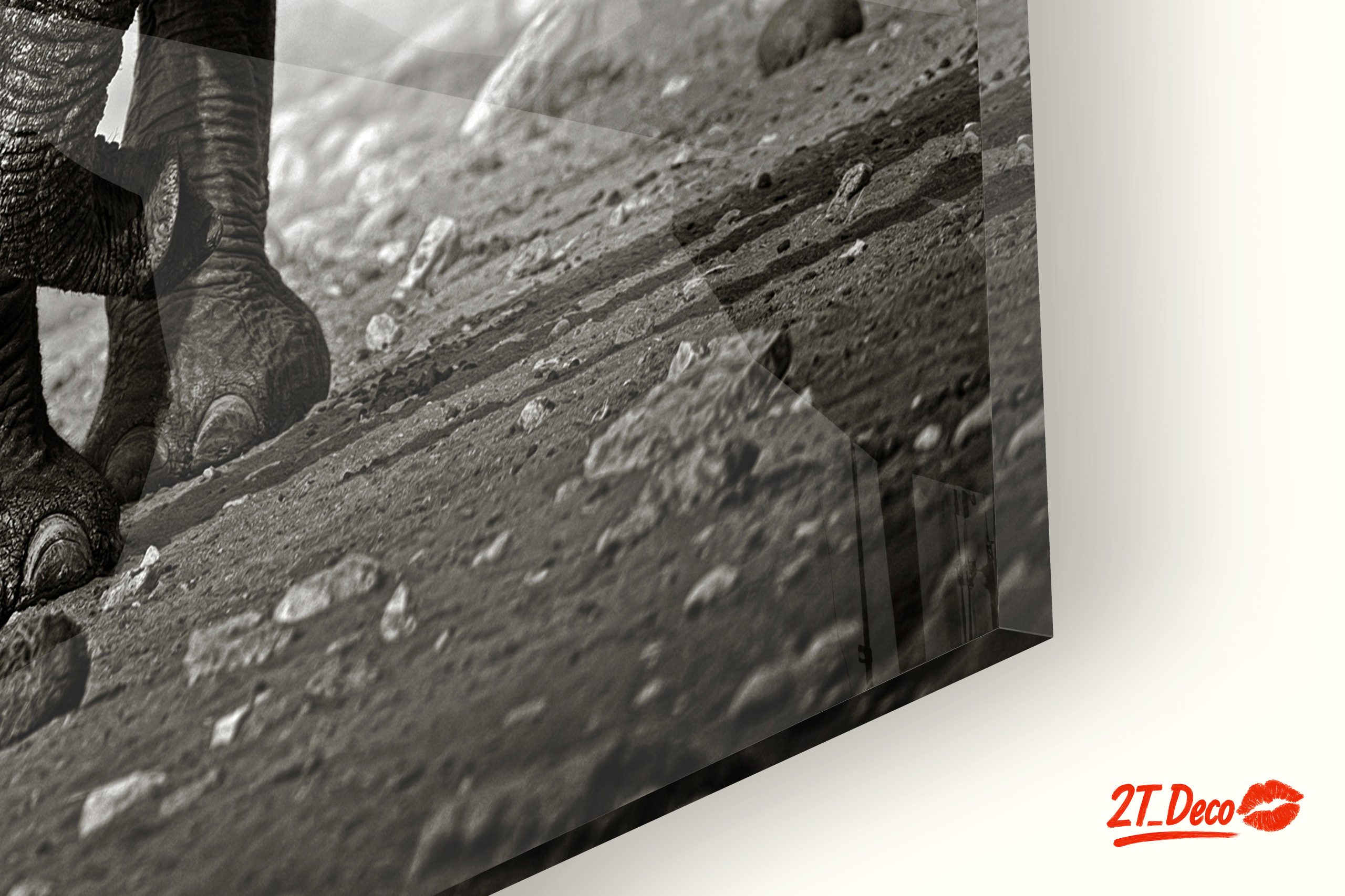 Black and White Elephant - Image 9