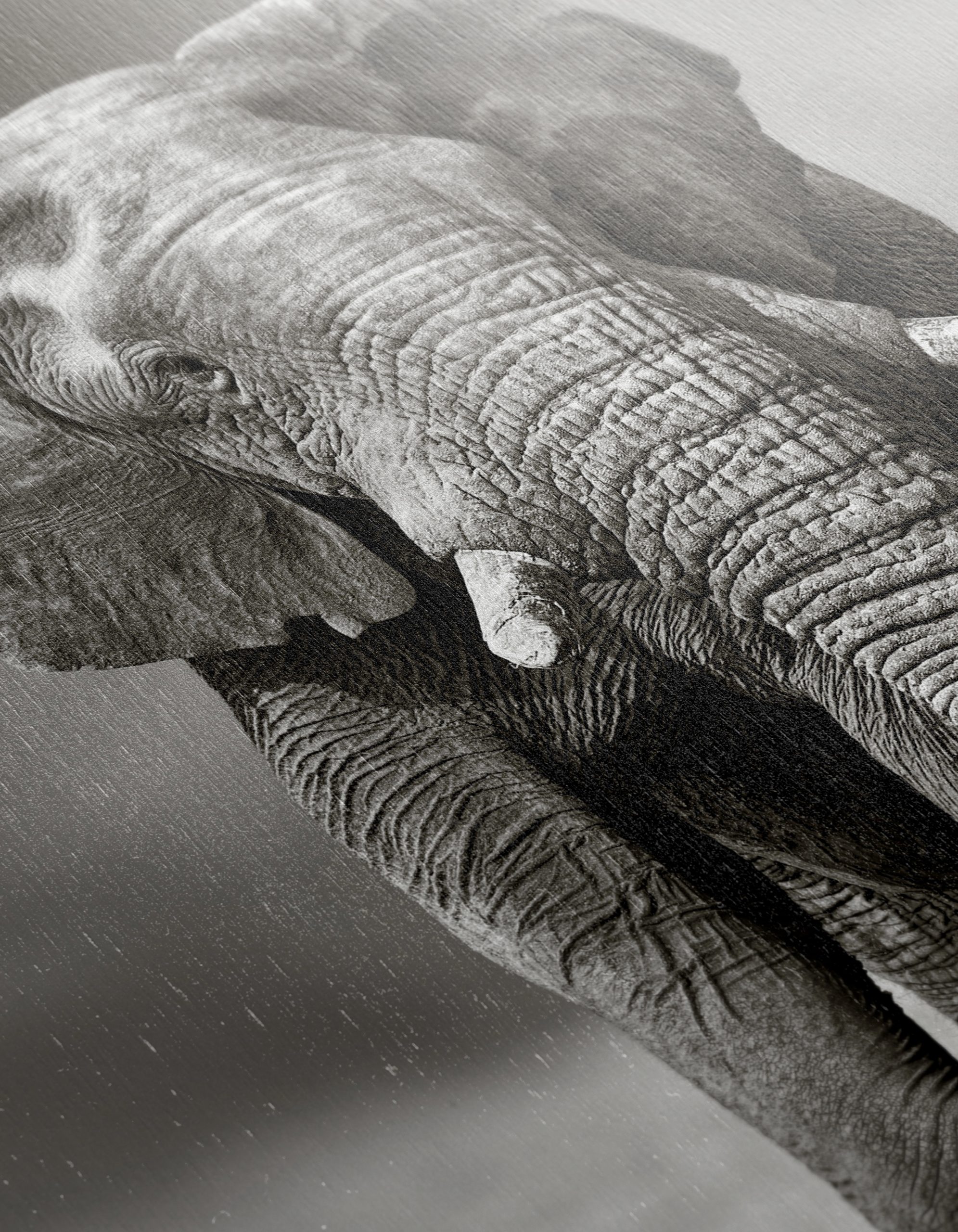 Black and White Elephant - Image 12