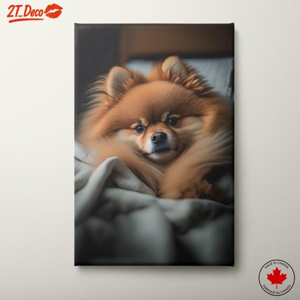 Adorable Pomeranian Dog