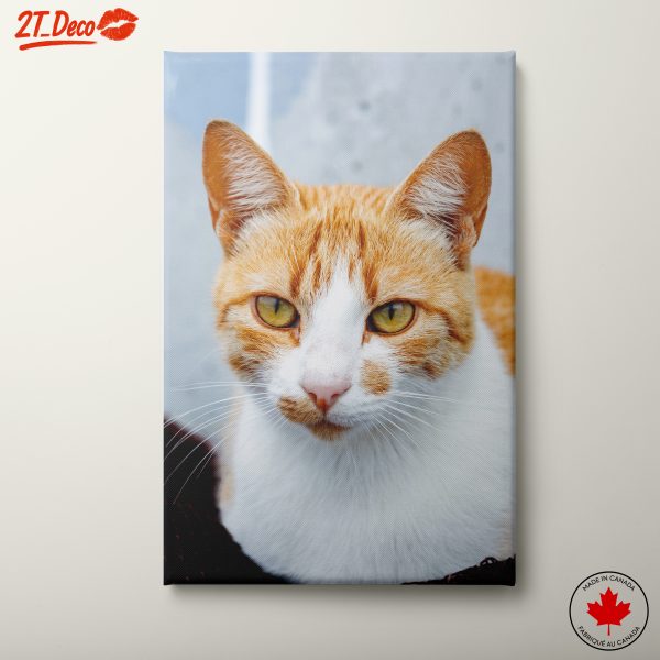 Stunning Portrait of a Cat with Striking Eyes