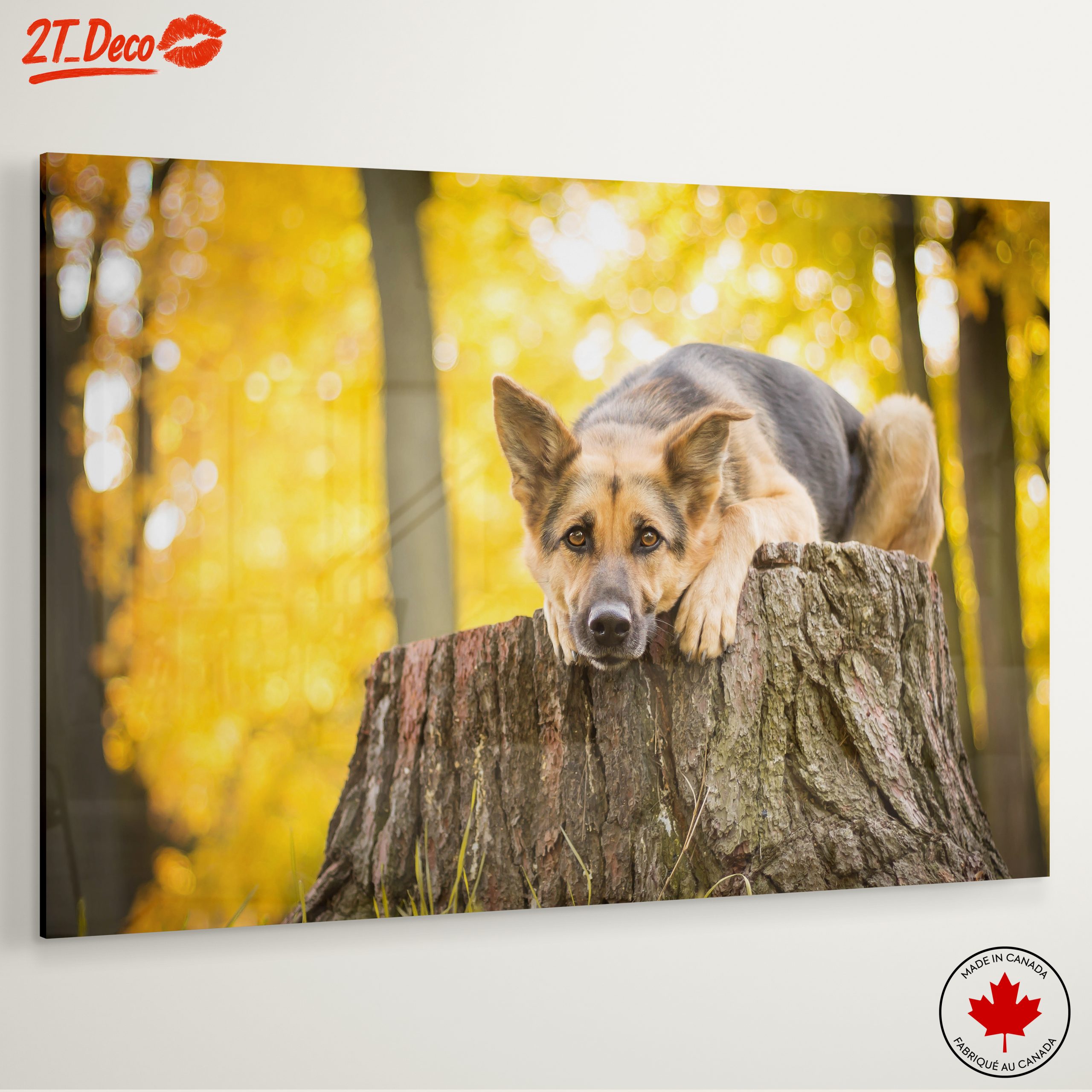 Loyal Dog Resting on Tree Stump - Image 6