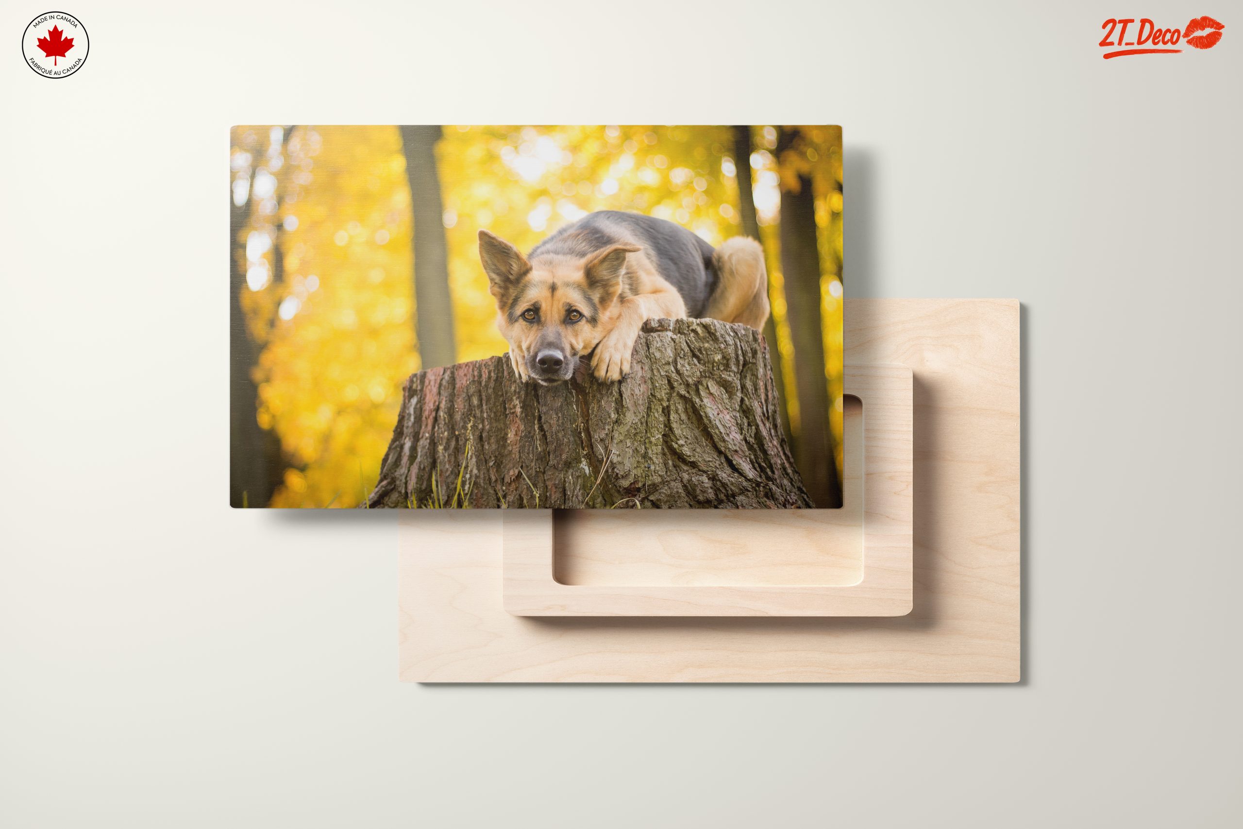 Loyal Dog Resting on Tree Stump - Image 11