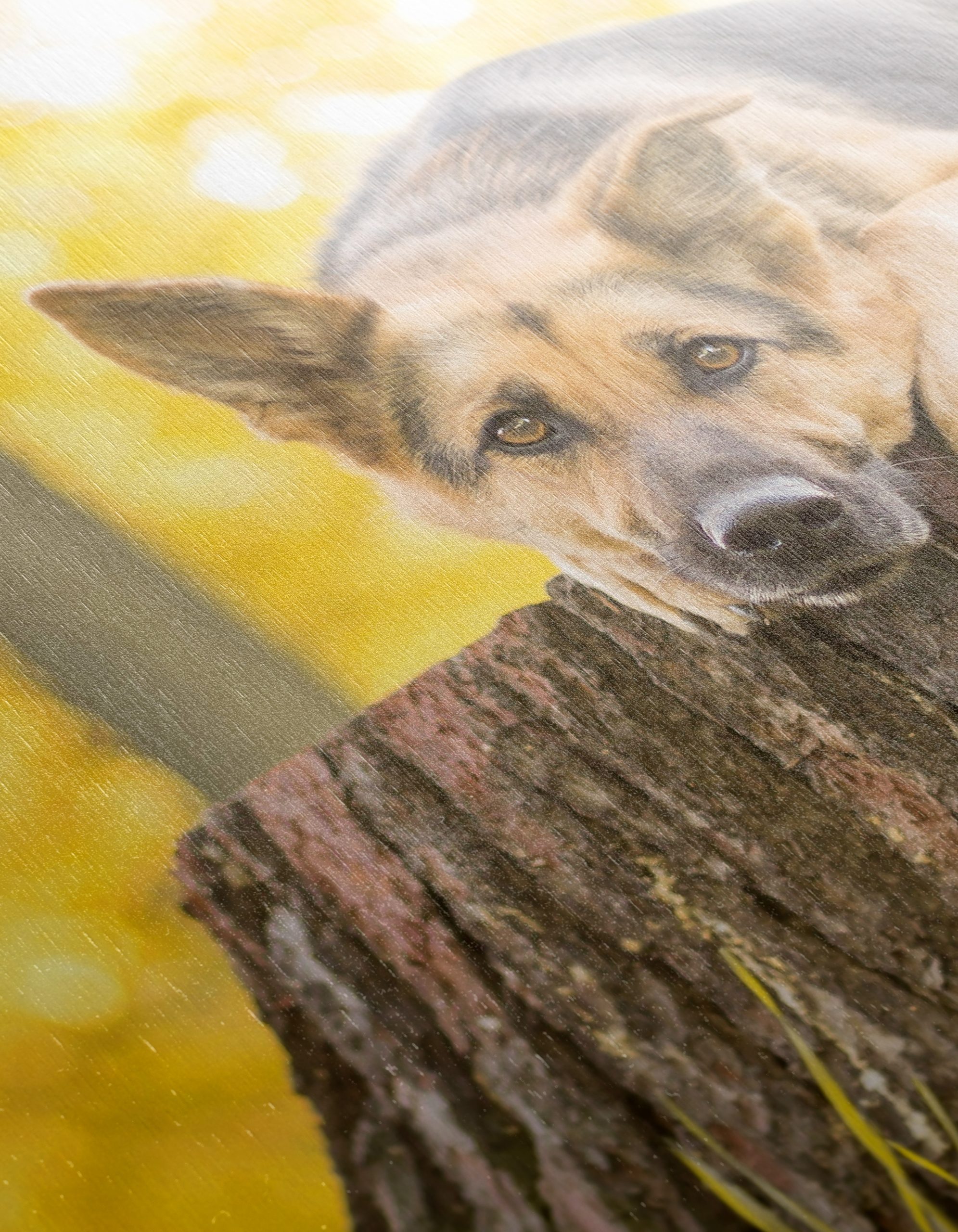 Loyal Dog Resting on Tree Stump - Image 12