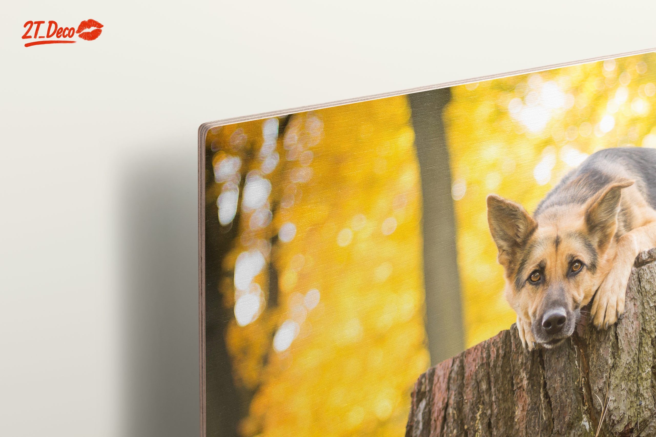 Loyal Dog Resting on Tree Stump - Image 15