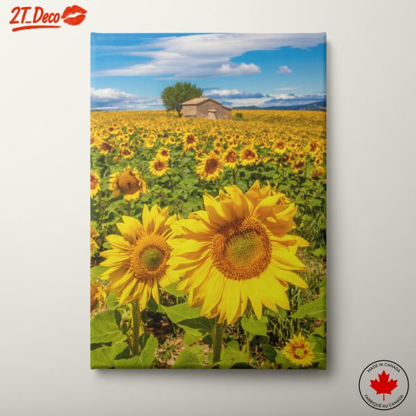 Sunflower Field in Bloom