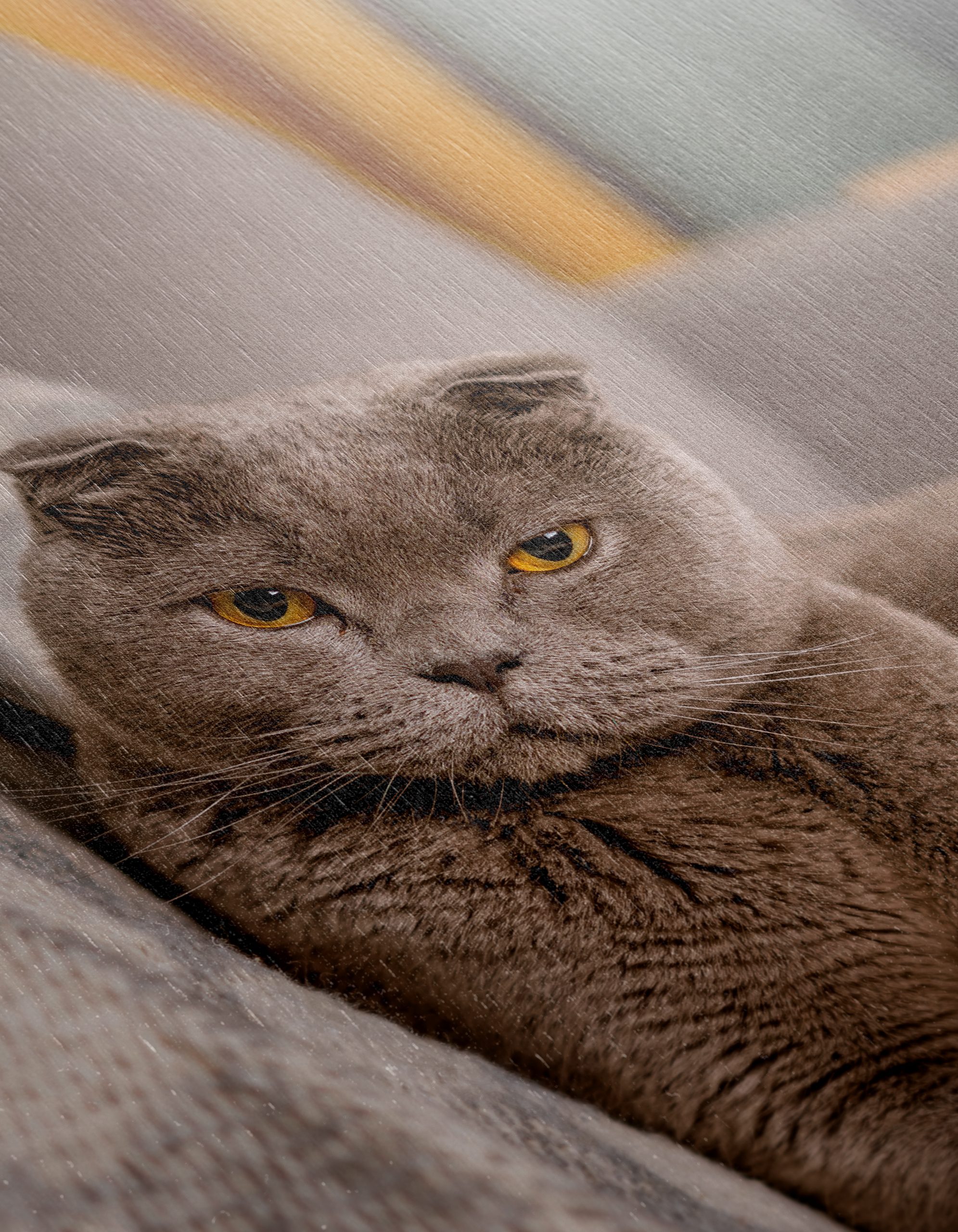 Charming Cat Wall Art - Image 12