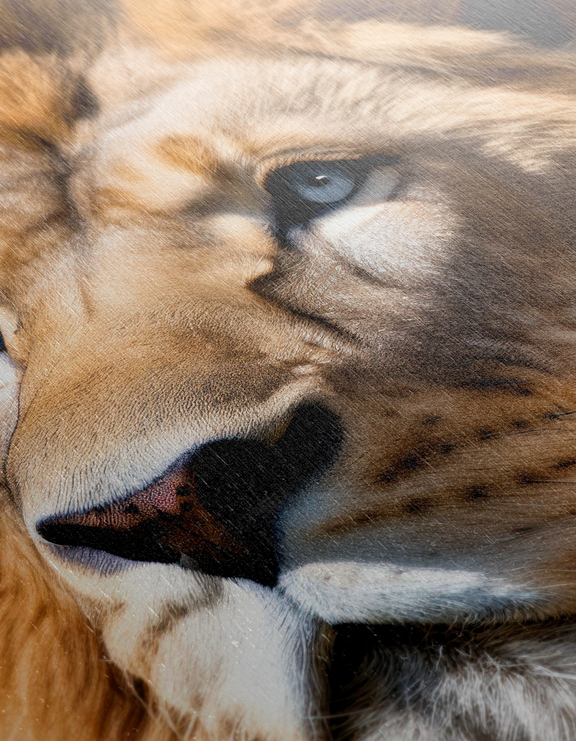 Majestic Lion Wall Art 8 - Image 12